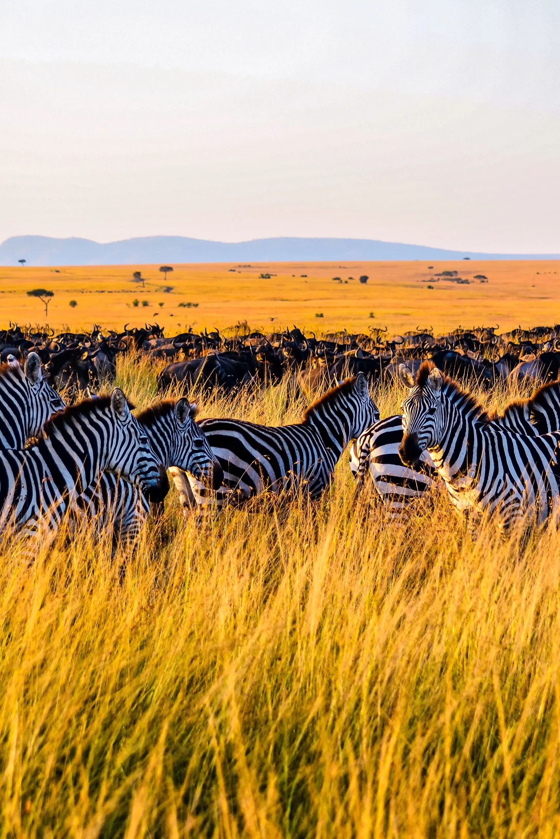 7 DAYS GREAT MIGRATION- SERENGETI NATIONAL PARK